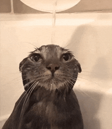 Cat underwater